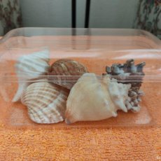 Coleccionismo de moluscos: LOTE CARACOLAS Y CONCHAS