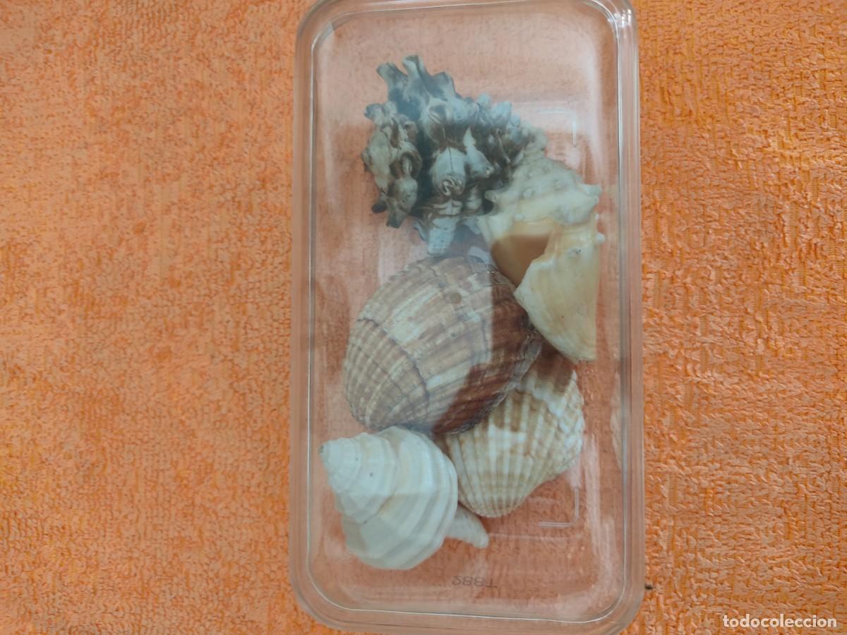 Coleccionismo de moluscos: Lote caracolas y conchas - Foto 2