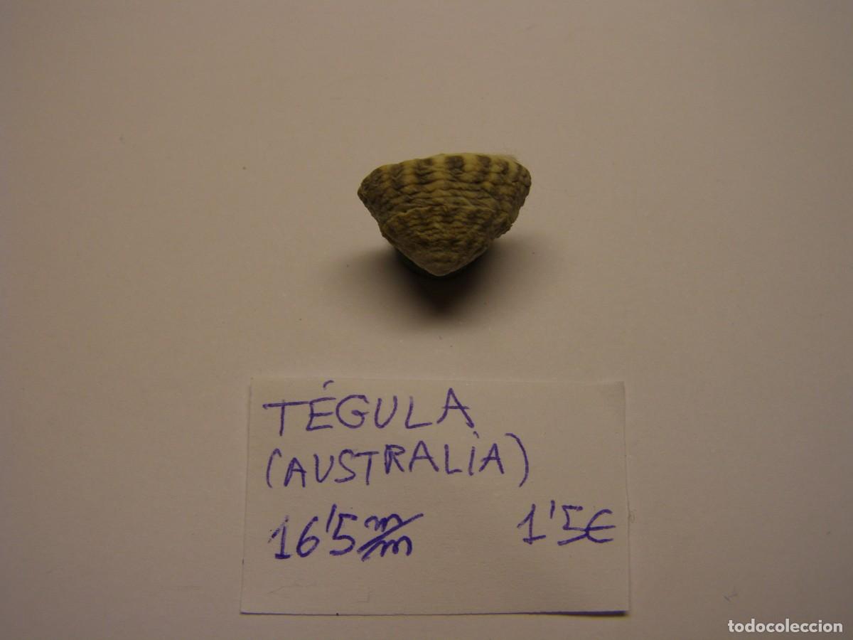 Coleccionismo de moluscos: Caracol snail shell tegula. Australia. - Foto 2