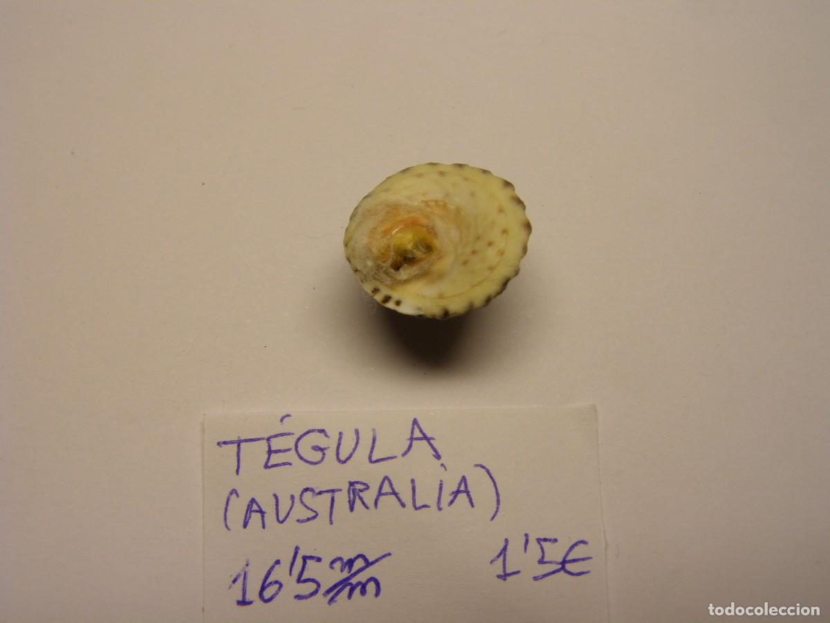 Coleccionismo de moluscos: Caracol snail shell tegula. Australia. - Foto 3