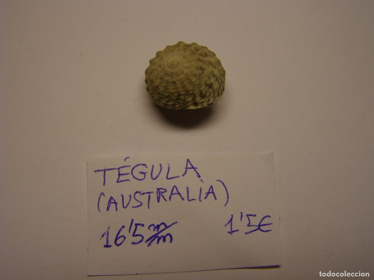 Coleccionismo de moluscos: Caracol snail shell tegula. Australia. - Foto 1