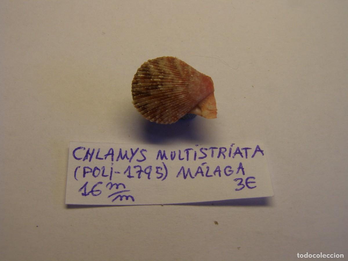 Coleccionismo de moluscos: Bivalvo shell chlamys multistriata. Espa&ntilde;a. - Foto 1