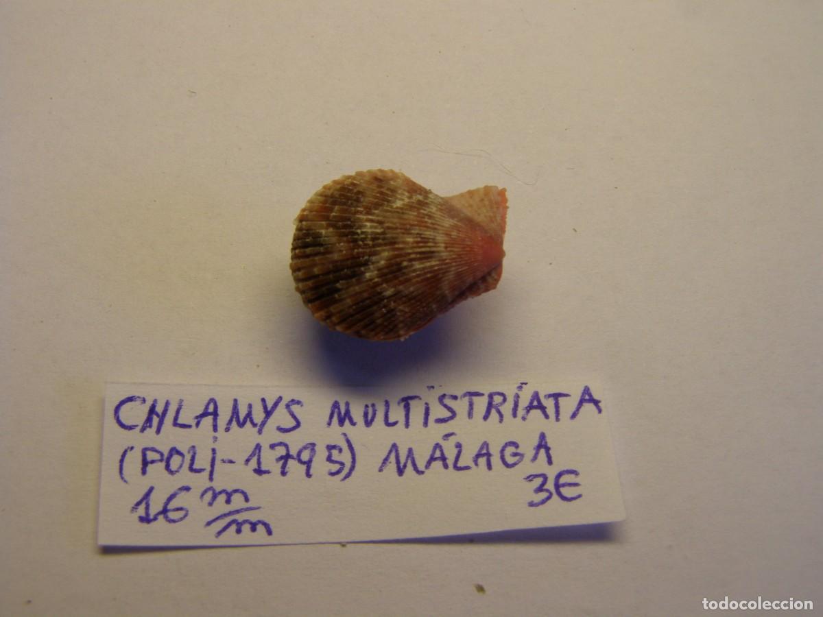 Coleccionismo de moluscos: Bivalvo shell chlamys multistriata. Espa&ntilde;a. - Foto 2