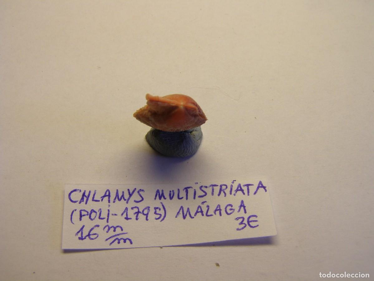 Coleccionismo de moluscos: Bivalvo shell chlamys multistriata. Espa&ntilde;a. - Foto 3