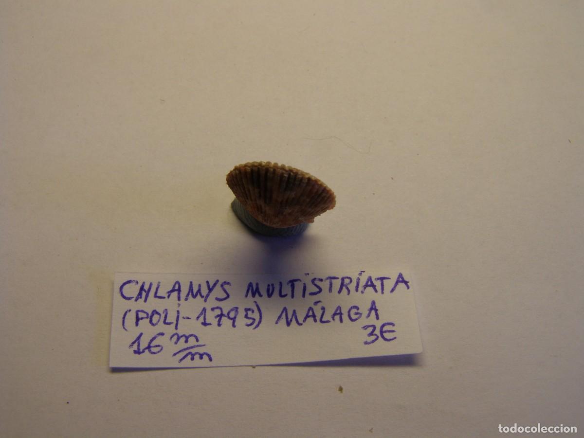 Coleccionismo de moluscos: Bivalvo shell chlamys multistriata. Espa&ntilde;a. - Foto 4