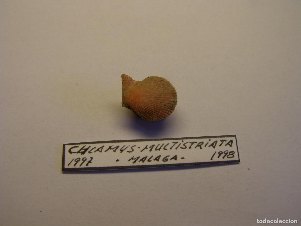 Coleccionismo de moluscos: Bivalvo shell chlamys multistriata. Espa&ntilde;a. - Foto 1