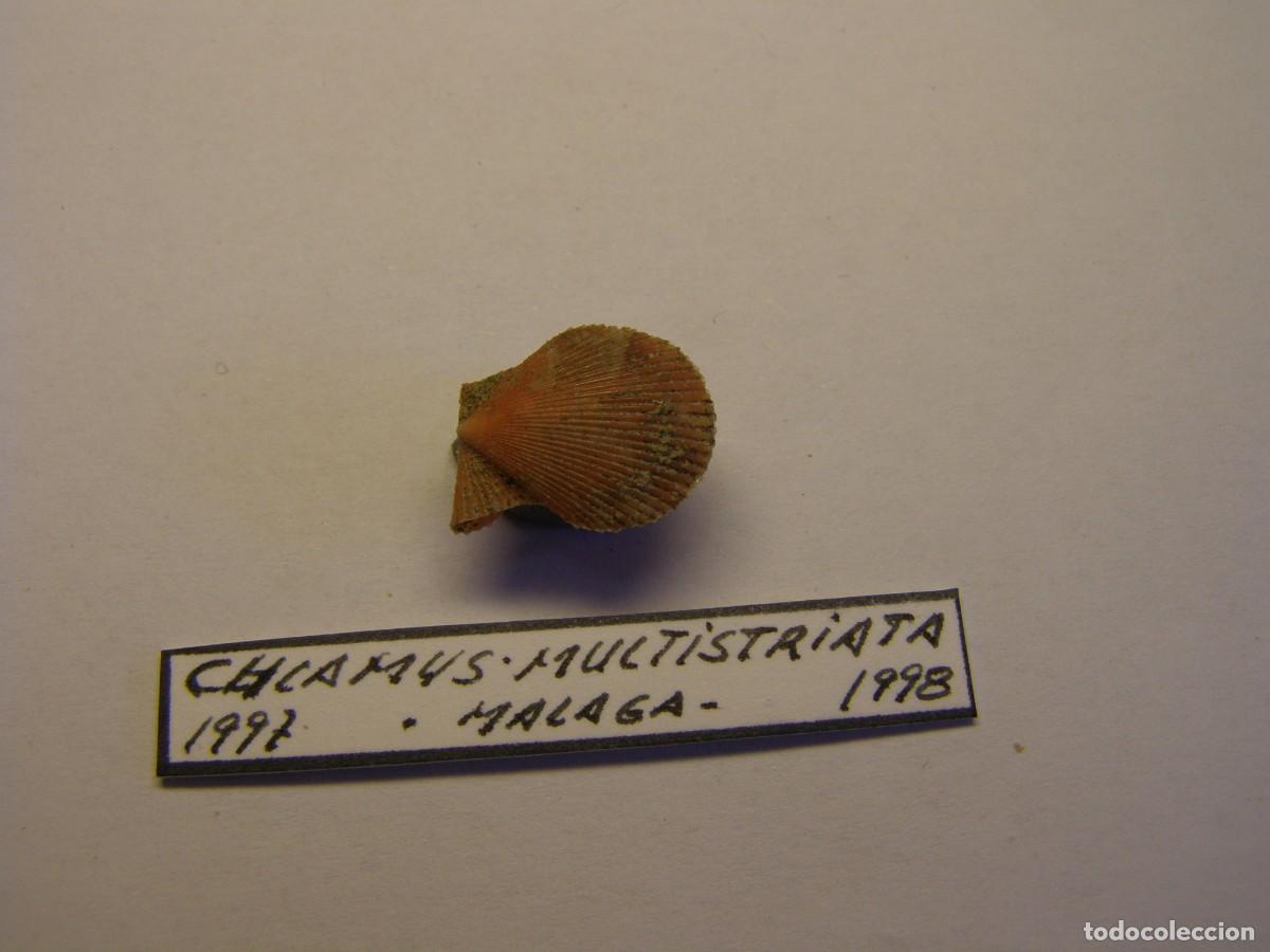 Coleccionismo de moluscos: Bivalvo shell chlamys multistriata. Espa&ntilde;a. - Foto 2