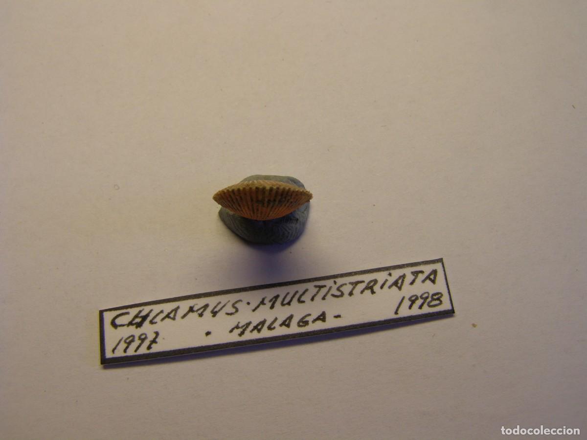 Coleccionismo de moluscos: Bivalvo shell chlamys multistriata. Espa&ntilde;a. - Foto 3