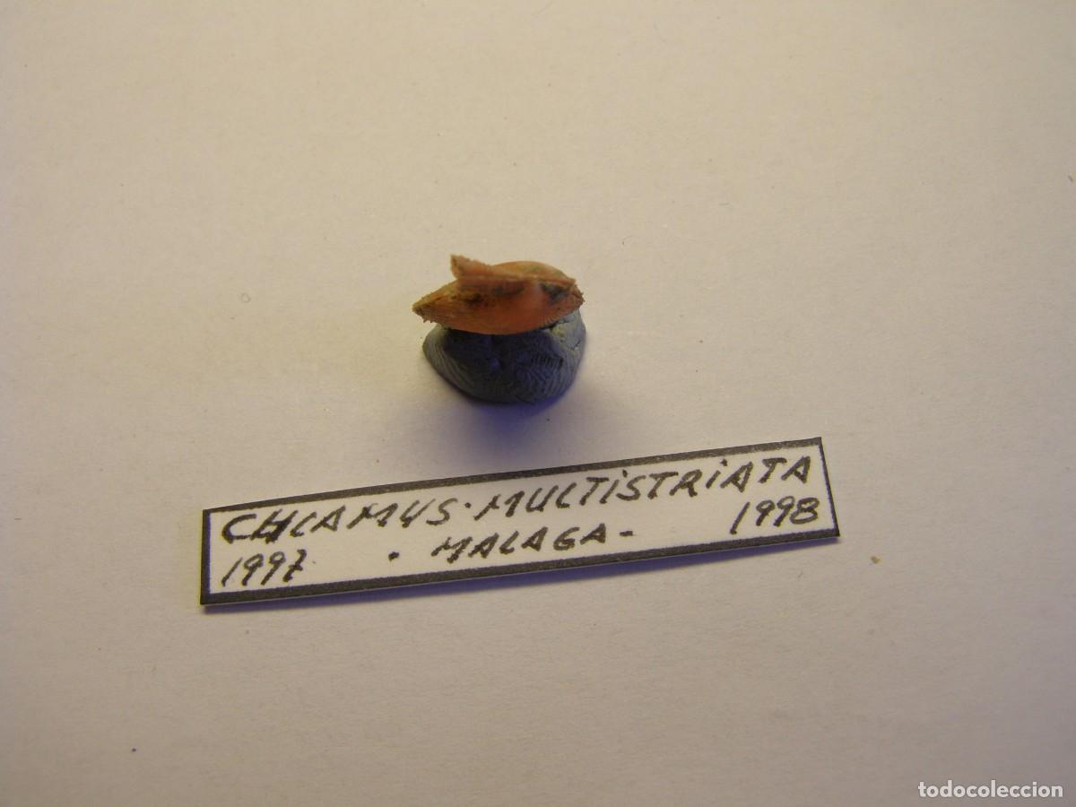 Coleccionismo de moluscos: Bivalvo shell chlamys multistriata. Espa&ntilde;a. - Foto 4