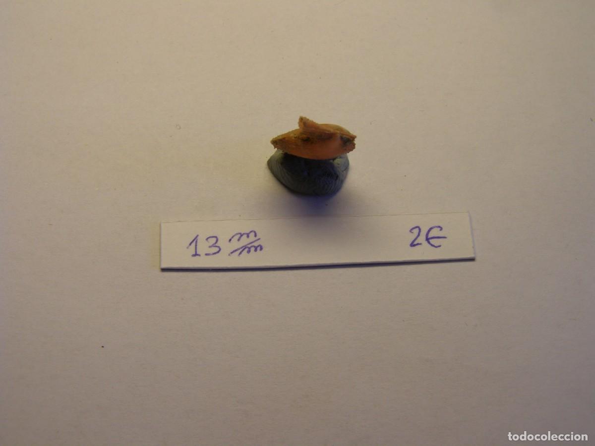 Coleccionismo de moluscos: Bivalvo shell chlamys multistriata. Espa&ntilde;a. - Foto 5
