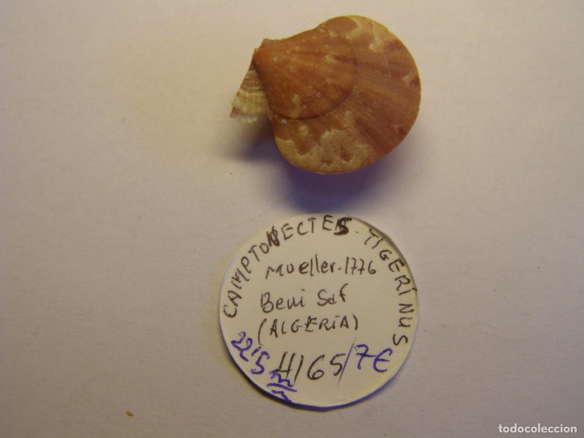 Coleccionismo de moluscos: Bivalvo shell camptonectes tigerinus. Argelia. - Foto 1