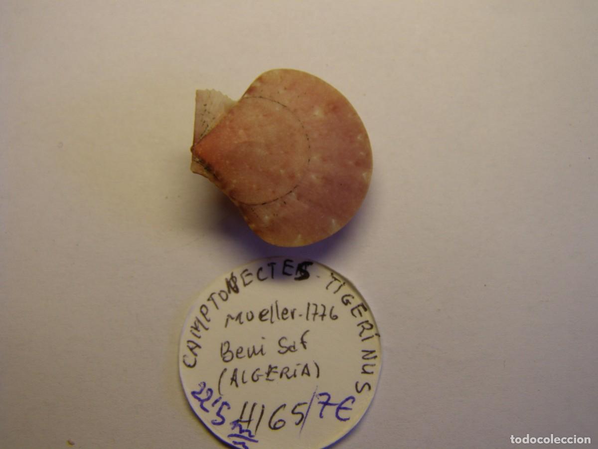Coleccionismo de moluscos: Bivalvo shell camptonectes tigerinus. Argelia. - Foto 2