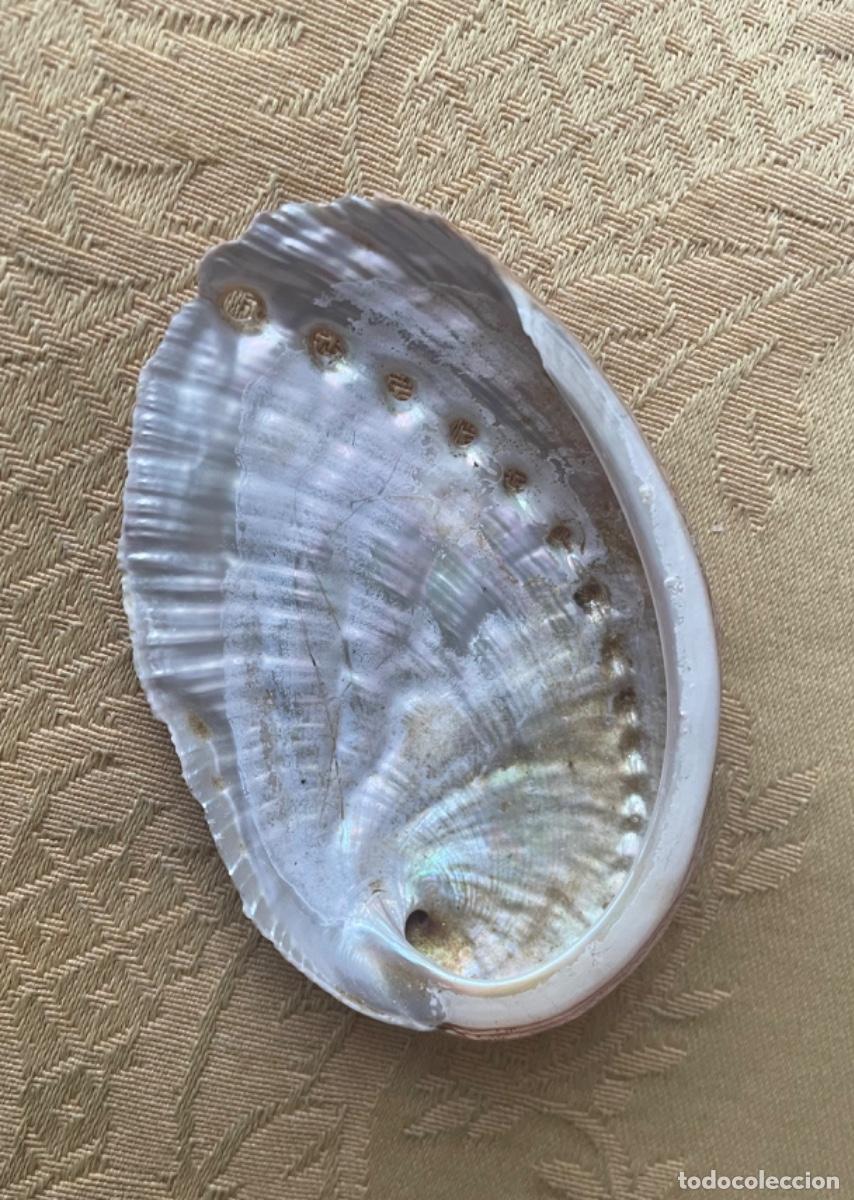 Coleccionismo de moluscos: CARACOL HALIOTIS DIVERSICOLOR - Foto 1