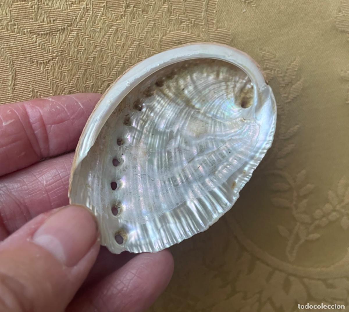 Coleccionismo de moluscos: CARACOL HALIOTIS DIVERSICOLOR - Foto 2