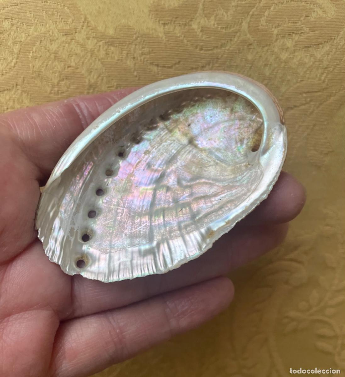 Coleccionismo de moluscos: CARACOL HALIOTIS DIVERSICOLOR - Foto 3