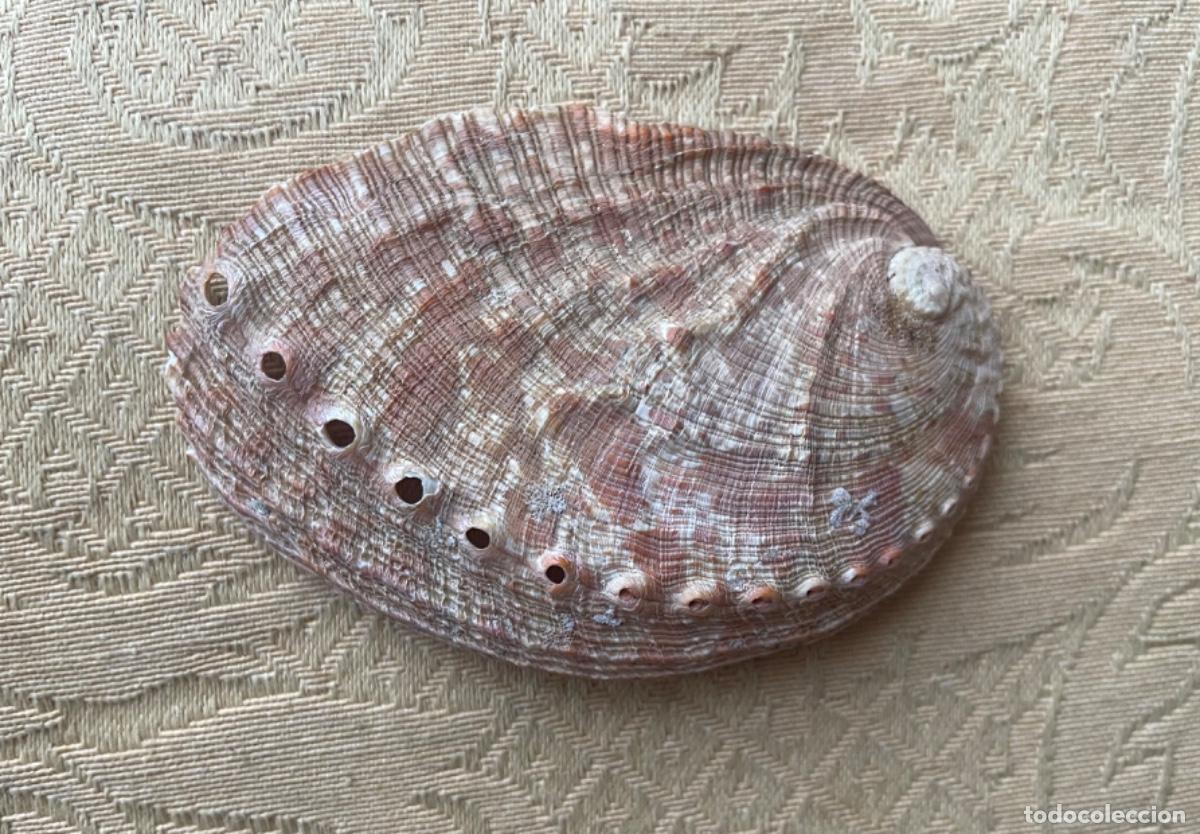 Coleccionismo de moluscos: CARACOL HALIOTIS DIVERSICOLOR - Foto 4