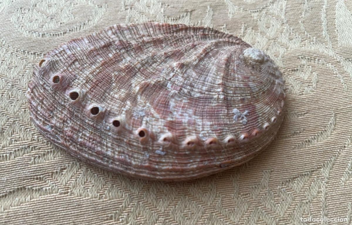 Coleccionismo de moluscos: CARACOL HALIOTIS DIVERSICOLOR - Foto 5
