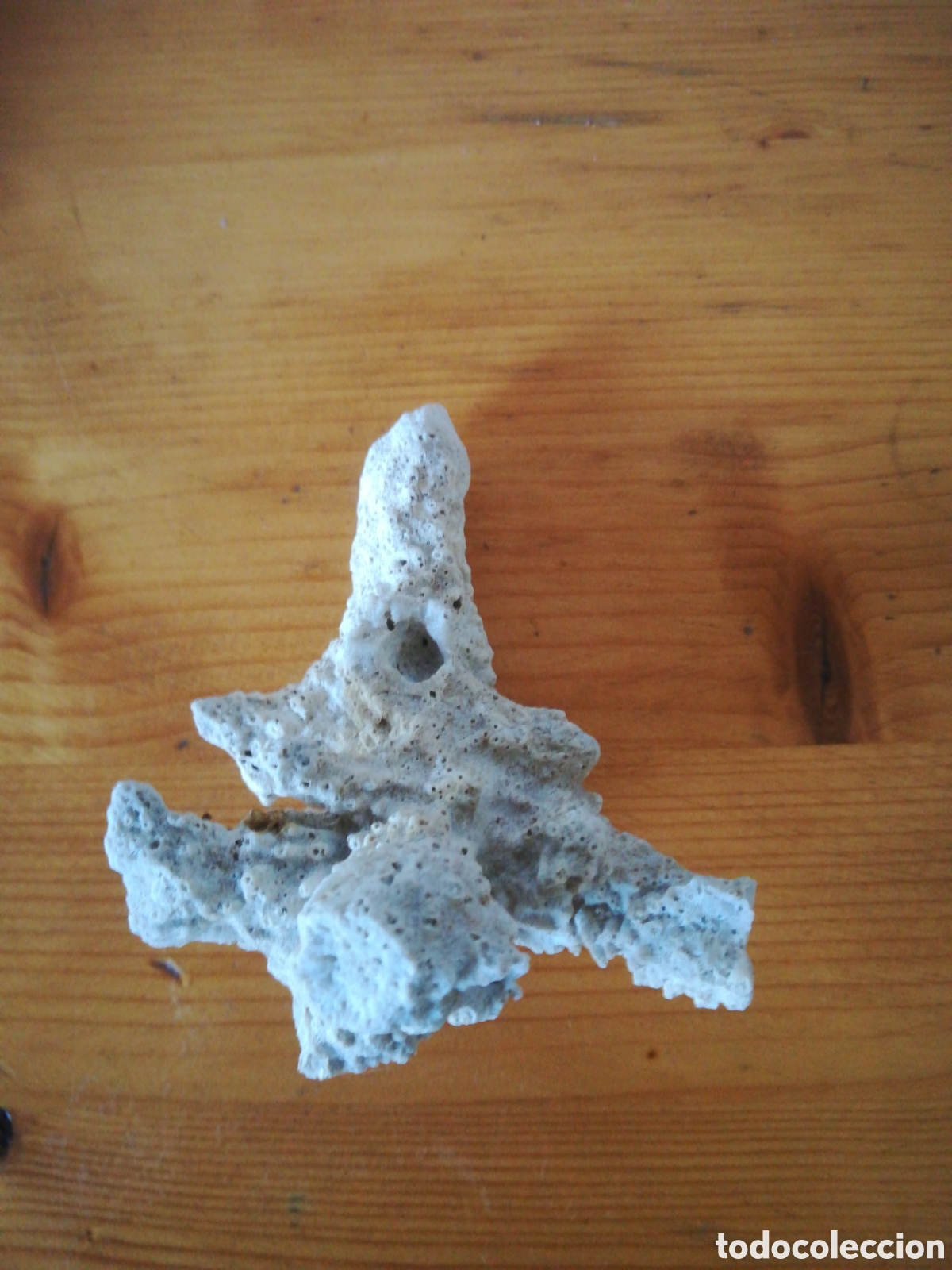 Coleccionismo de moluscos: F&oacute;sil de coral blanco - Foto 2
