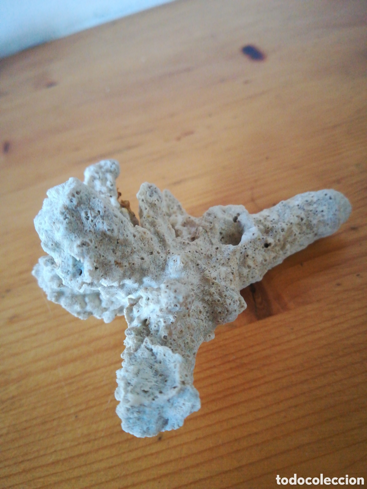 Coleccionismo de moluscos: F&oacute;sil de coral blanco - Foto 3