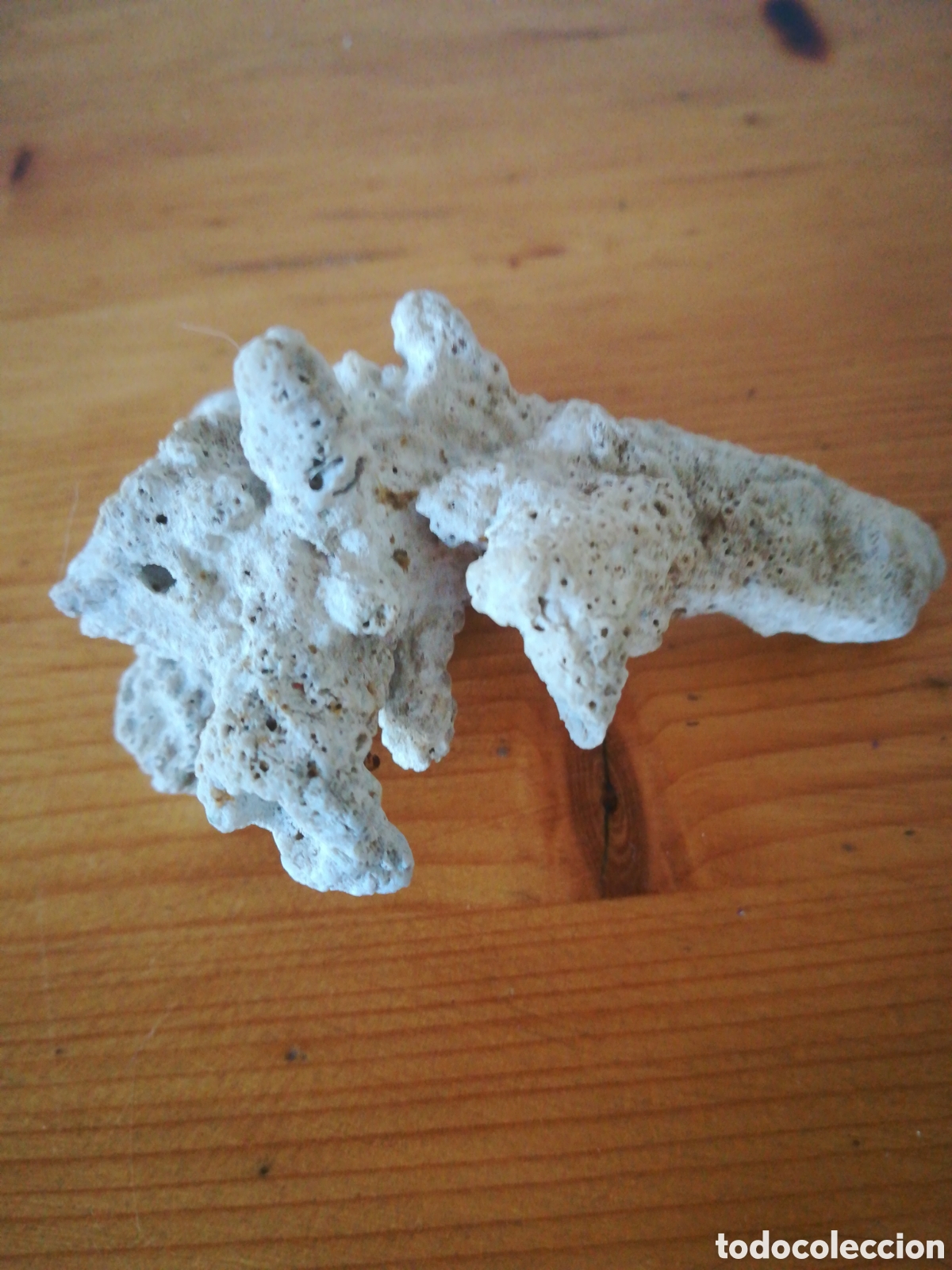 Coleccionismo de moluscos: F&oacute;sil de coral blanco - Foto 4