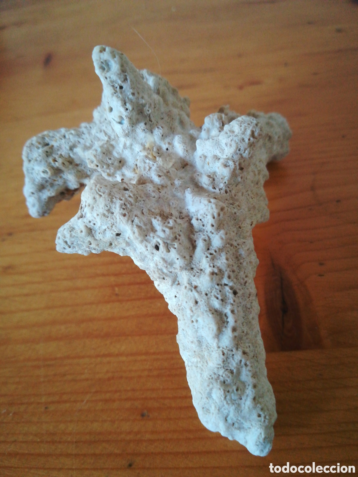 Coleccionismo de moluscos: F&oacute;sil de coral blanco - Foto 5