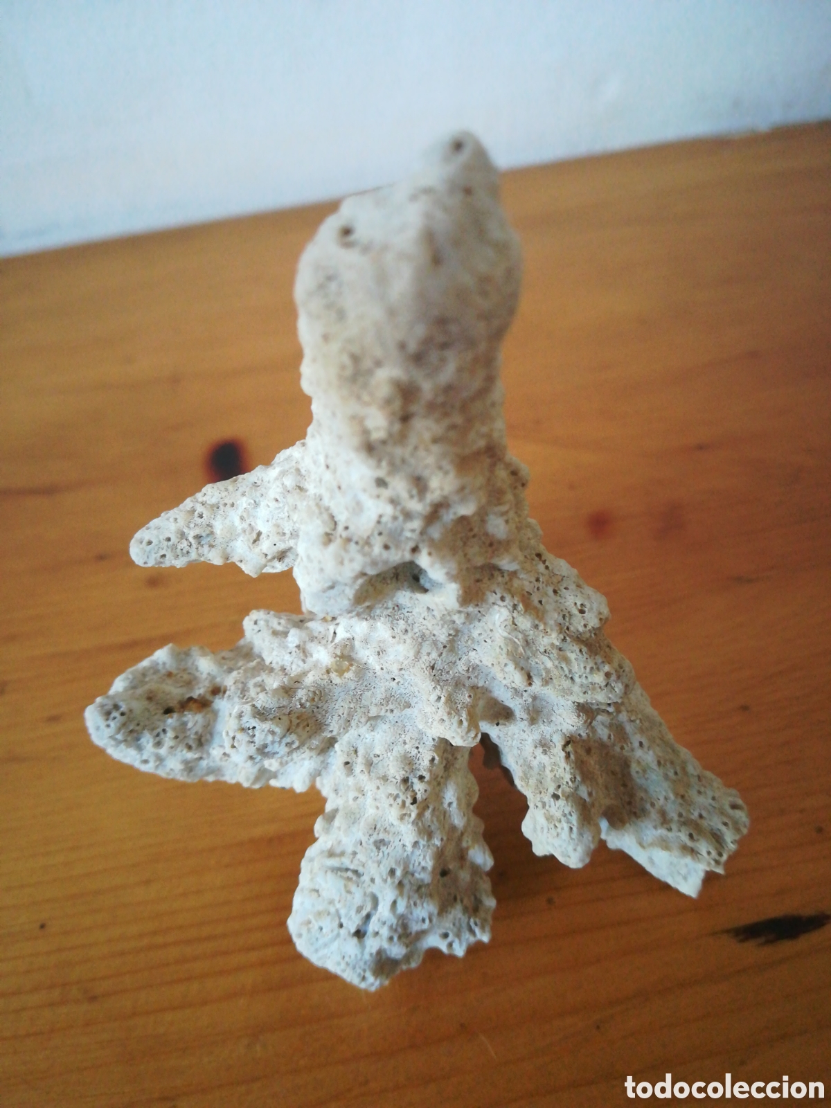 Coleccionismo de moluscos: F&oacute;sil de coral blanco - Foto 1