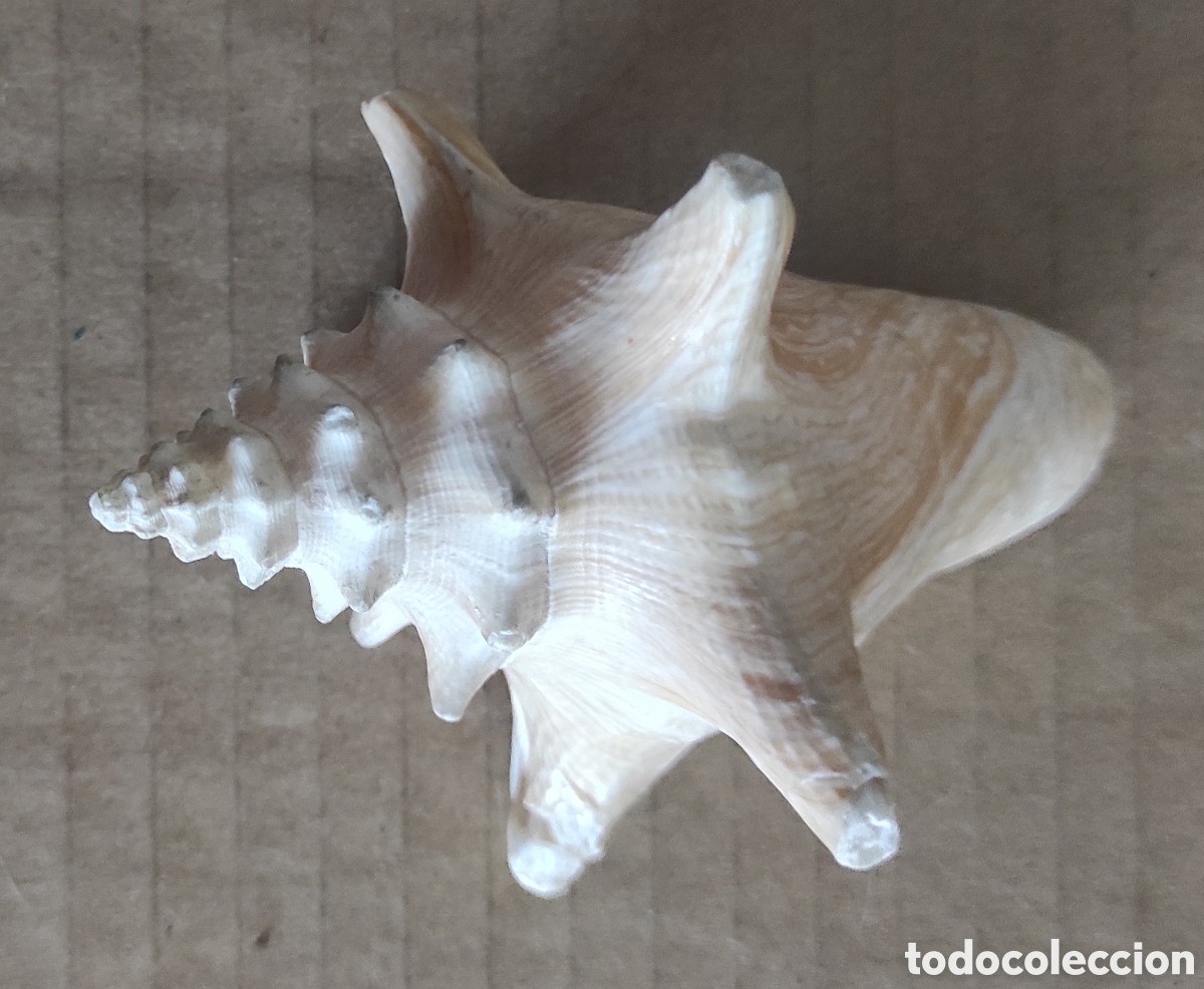 Coleccionismo de moluscos: CARACOLA CONCHA MARINA - Foto 2