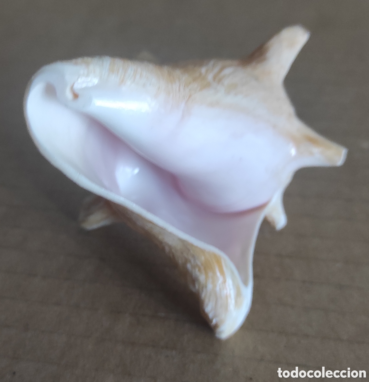 Coleccionismo de moluscos: CARACOLA CONCHA MARINA - Foto 4