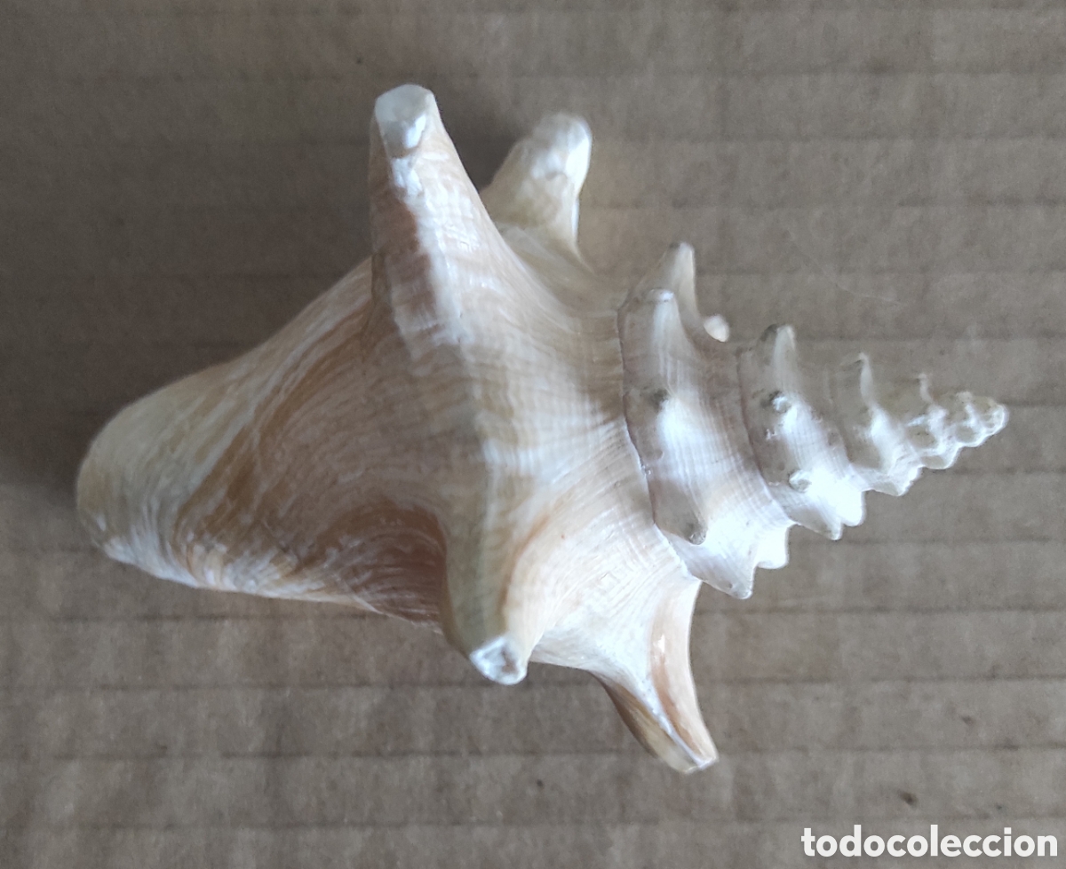 Coleccionismo de moluscos: CARACOLA CONCHA MARINA - Foto 1