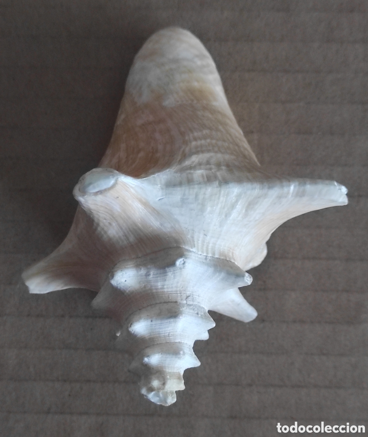 Coleccionismo de moluscos: CARACOLA CONCHA MARINA - Foto 2