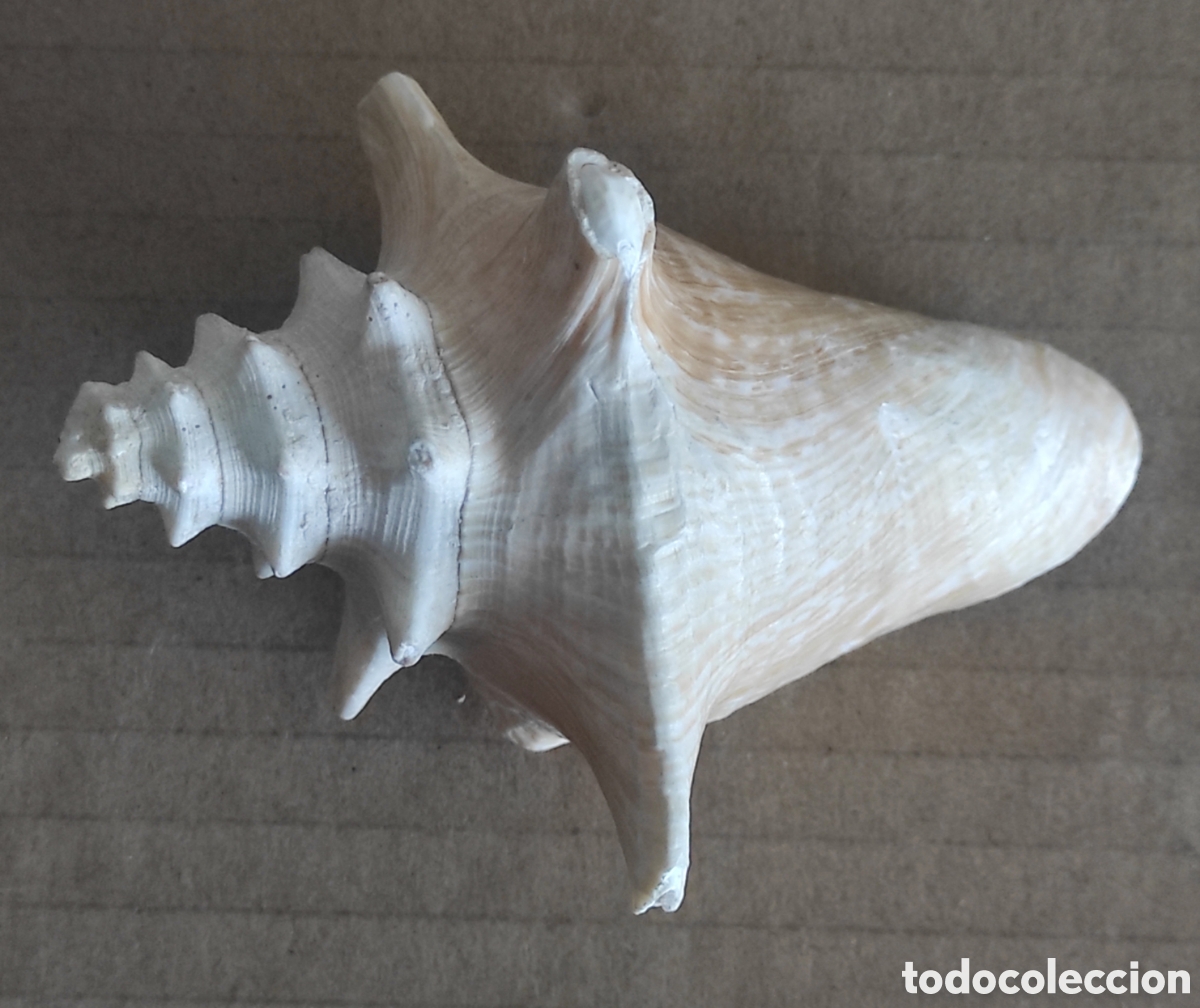 Coleccionismo de moluscos: CARACOLA CONCHA MARINA - Foto 3