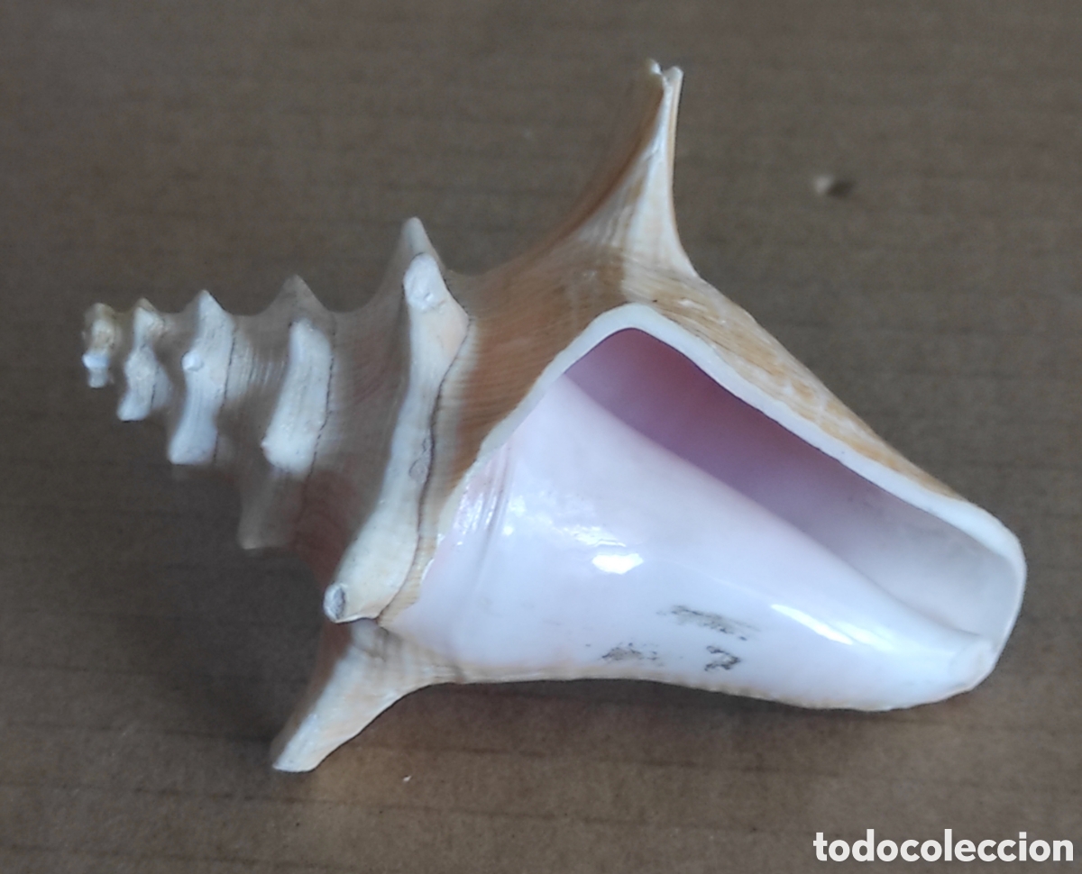 Coleccionismo de moluscos: CARACOLA CONCHA MARINA - Foto 4