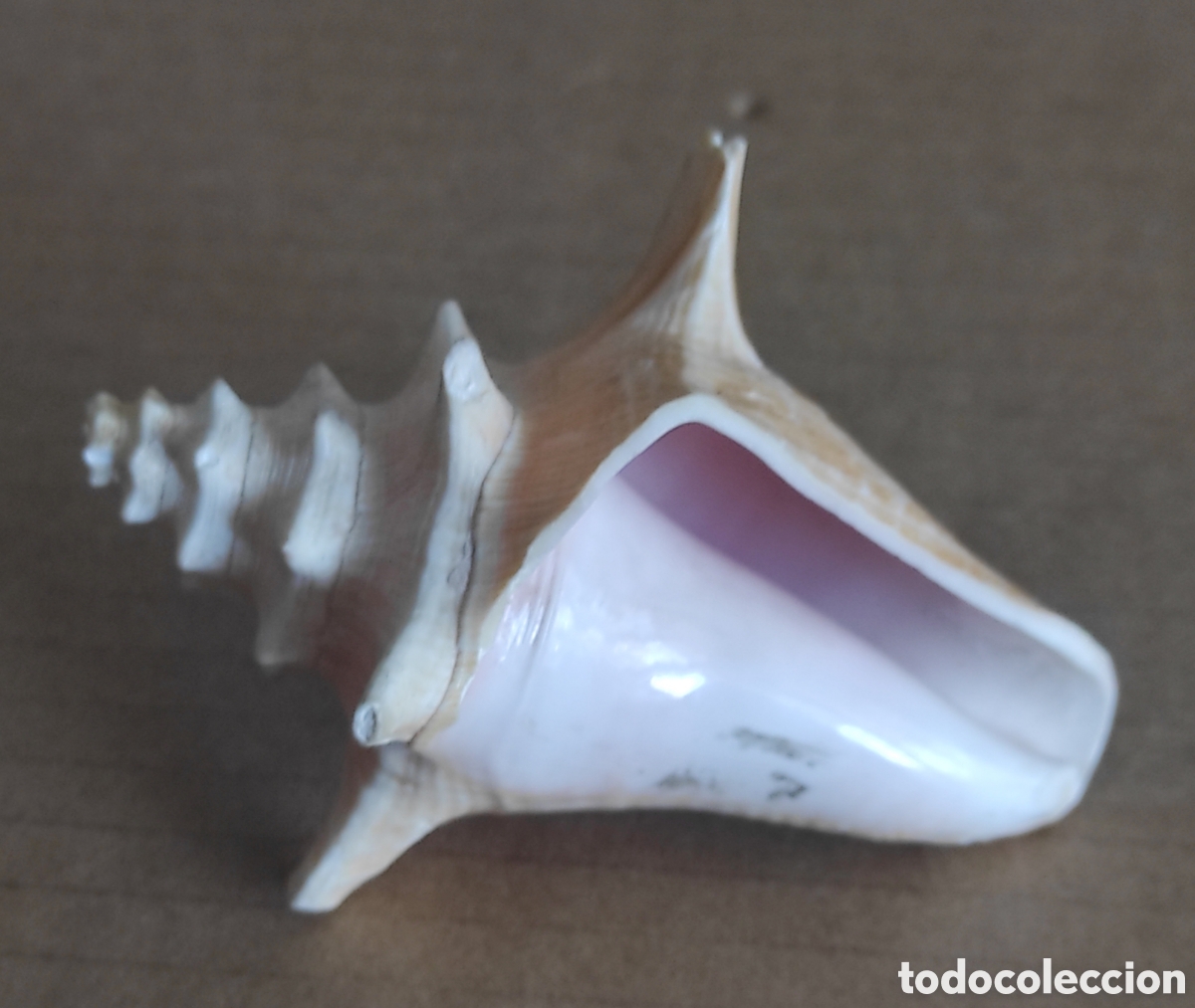 Coleccionismo de moluscos: CARACOLA CONCHA MARINA - Foto 8
