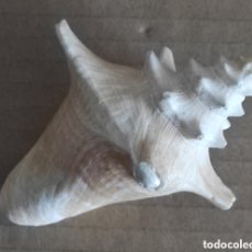 Coleccionismo de moluscos: CARACOLA CONCHA MARINA
