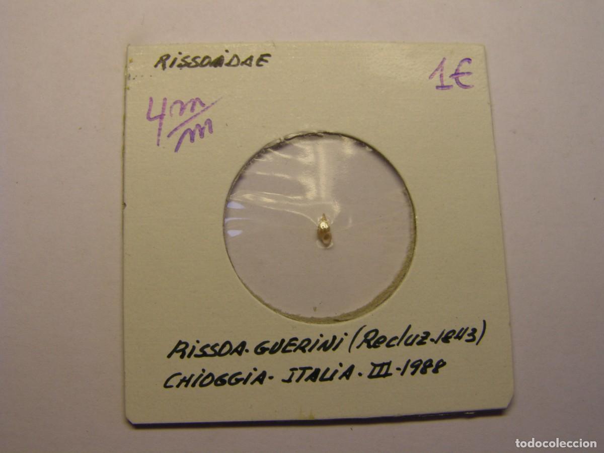Coleccionismo de moluscos: Caracol snail shell rissoa guerini. Italia. - Foto 1