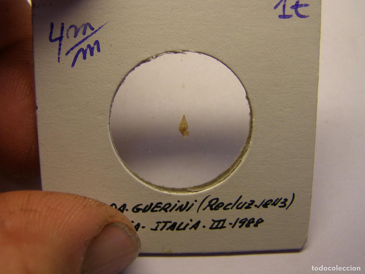 Coleccionismo de moluscos: Caracol snail shell rissoa guerini. Italia. - Foto 2