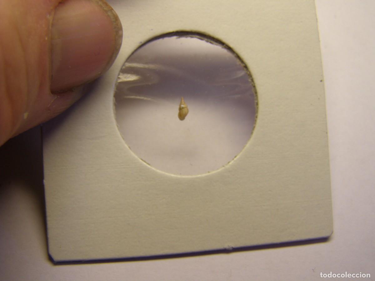 Coleccionismo de moluscos: Caracol snail shell rissoa guerini. Italia. - Foto 3