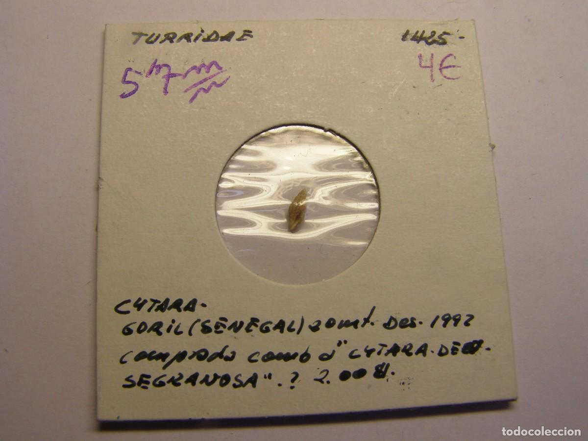 Coleccionismo de moluscos: Caracol snail shell. cytara. - Foto 1