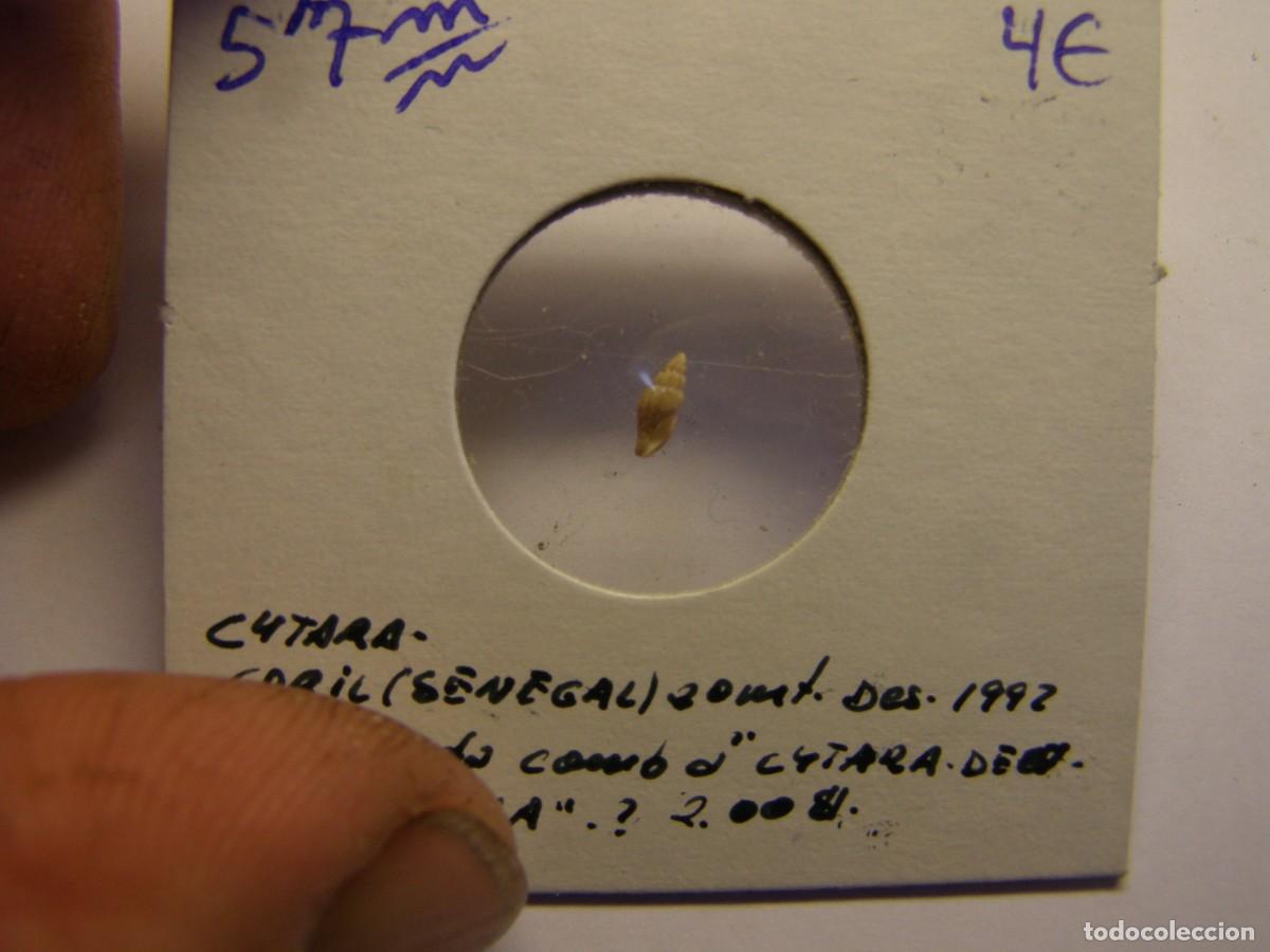 Coleccionismo de moluscos: Caracol snail shell. cytara. - Foto 2