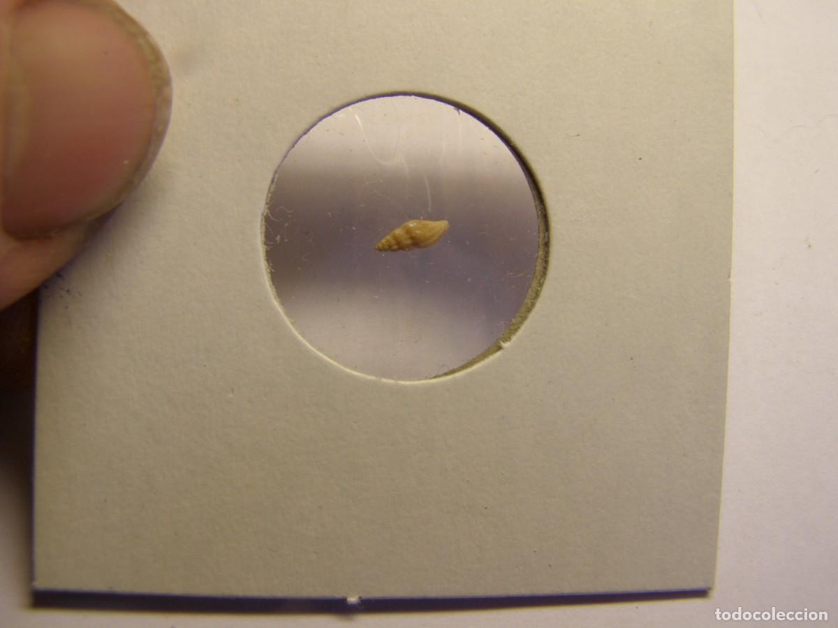Coleccionismo de moluscos: Caracol snail shell. cytara. - Foto 3