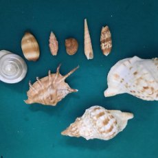 Coleccionismo de moluscos: CARACOLAS MARINAS