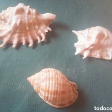 Coleccionismo de moluscos: COLECCIÓN DE TRES CARACOLAS MARINAS