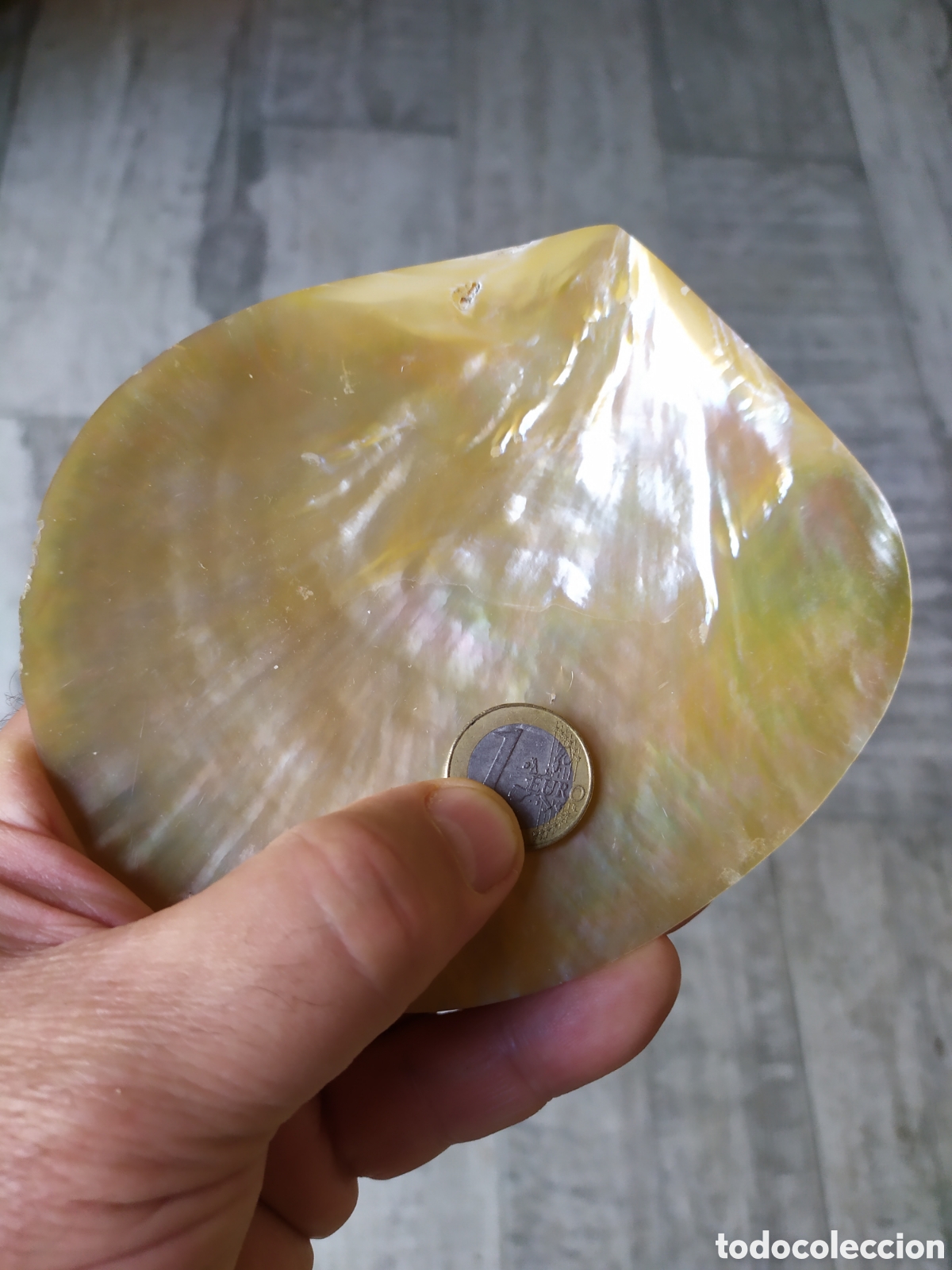 Coleccionismo de moluscos: Preciosa concha de n&aacute;car madreperla - Foto 5