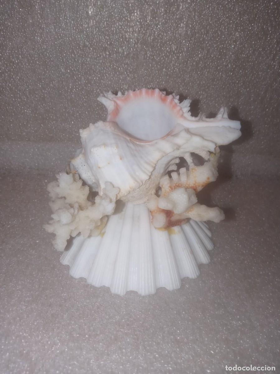 Coleccionismo de moluscos: CORAL BLANCO+CARACOLA. - Foto 1