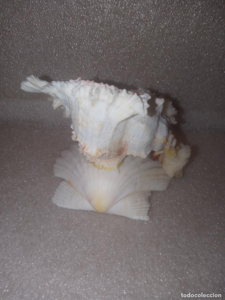 Coleccionismo de moluscos: CORAL BLANCO+CARACOLA. - Foto 2