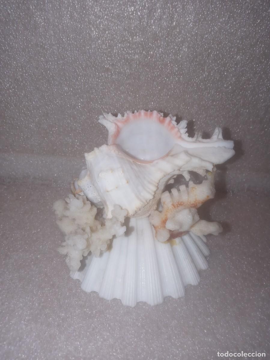 Coleccionismo de moluscos: CORAL BLANCO+CARACOLA. - Foto 3