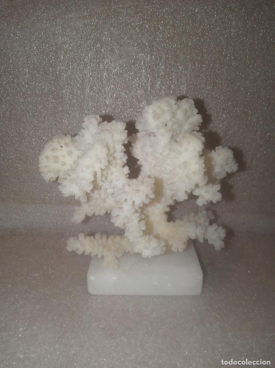 Coleccionismo de moluscos: CORAL BLANCO-CORAL BLANCO. - Foto 1