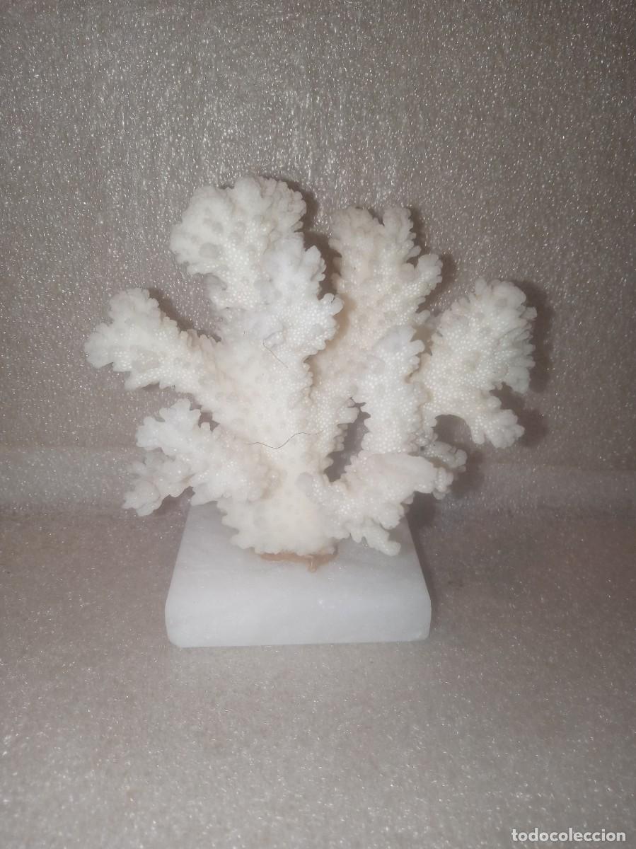 Coleccionismo de moluscos: CORAL BLANCO-CORAL BLANCO. - Foto 2