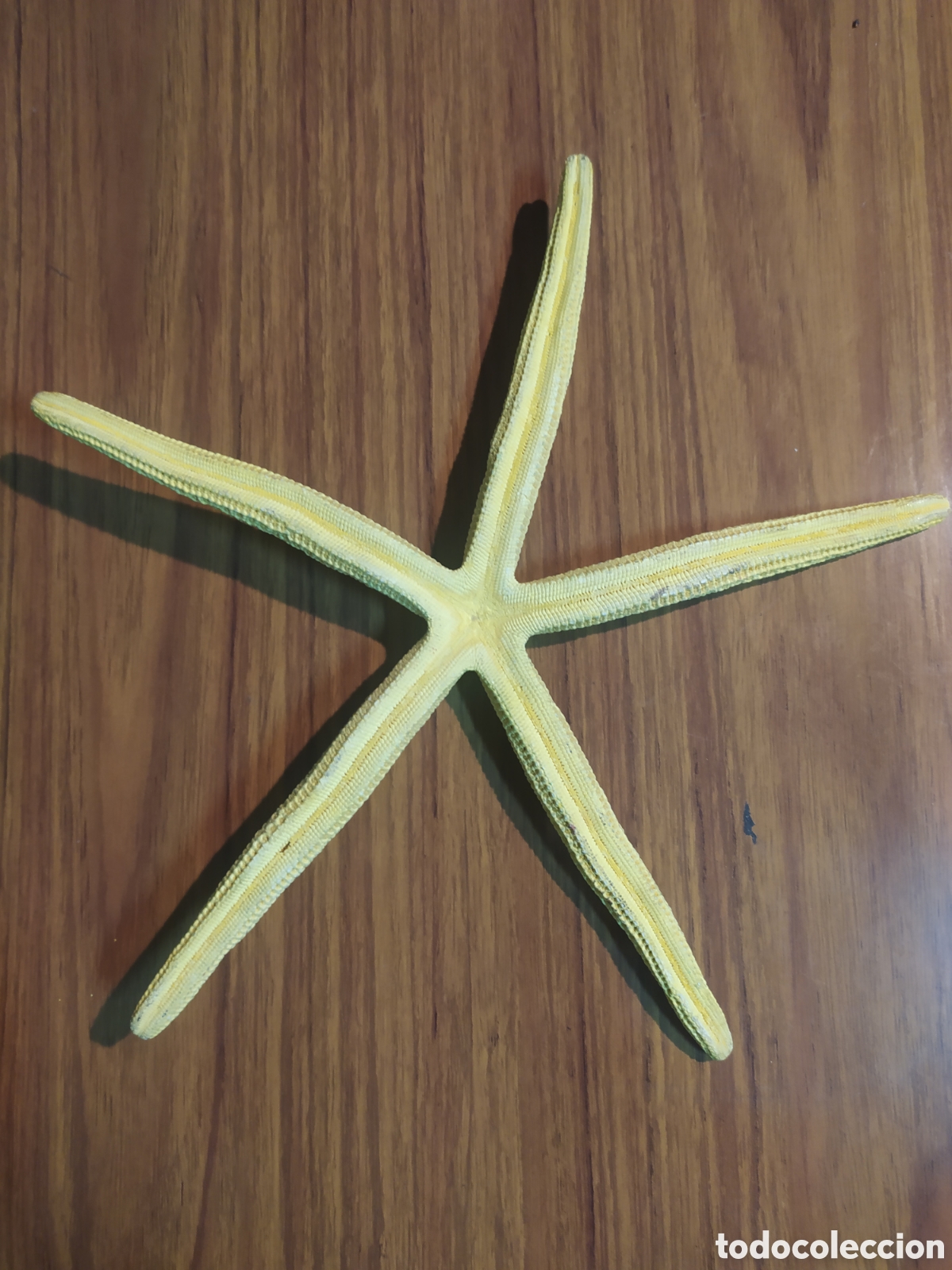 Coleccionismo de moluscos: Estrella de Mar - Foto 2