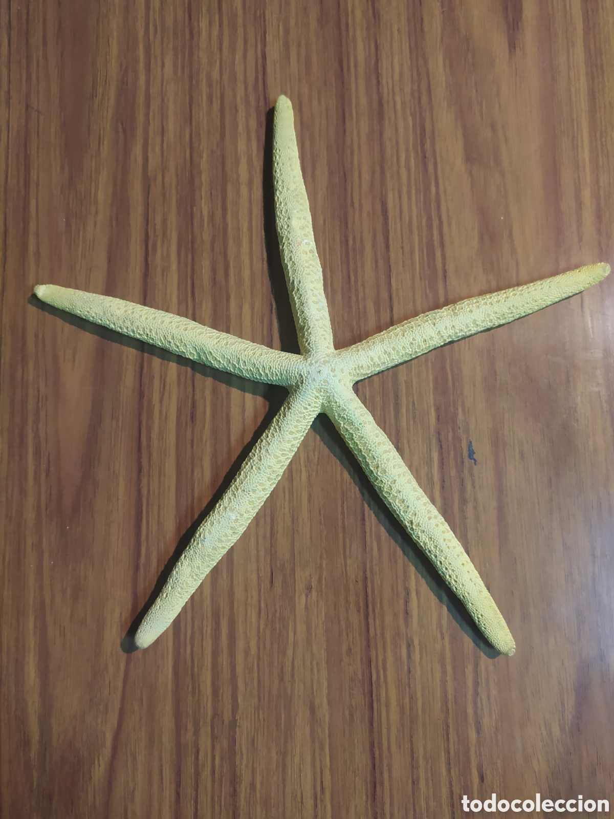 Coleccionismo de moluscos: Estrella de Mar - Foto 1